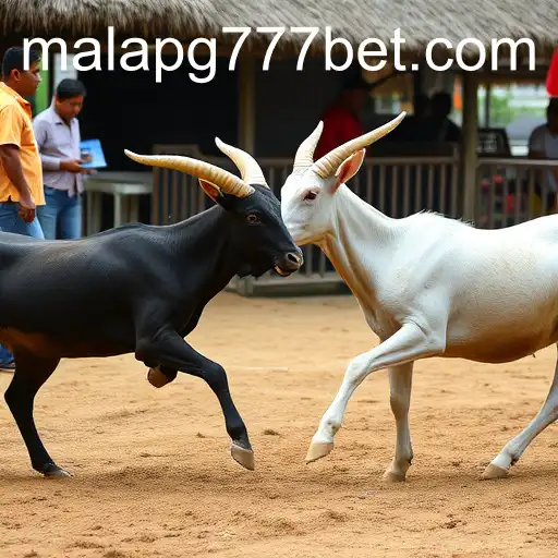 Explorando o Mundo do Sabong Online com MalaPG777.com